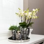 Witte orchidee en Rhipsalis in keramieken potten